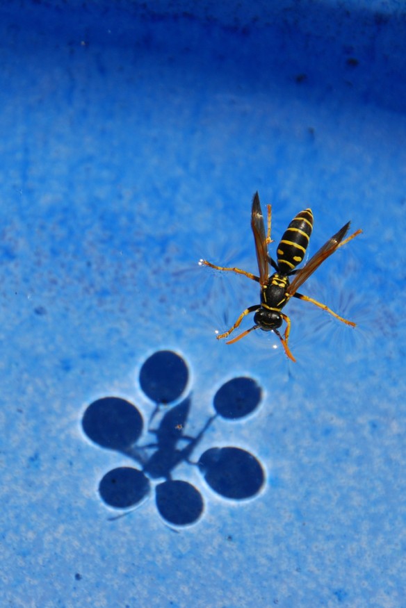 Wasp floating due to surface tension