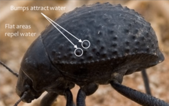Namib Beetle